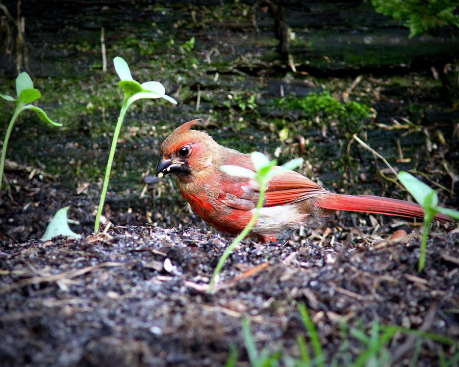 IMG_5958 - Northern Cardinal Photograph by Travis Truelove