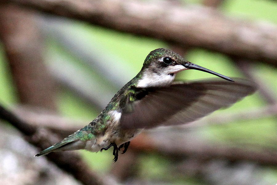 IMG_5958 - Ruby-throated Hummingbird Photograph by Travis Truelove