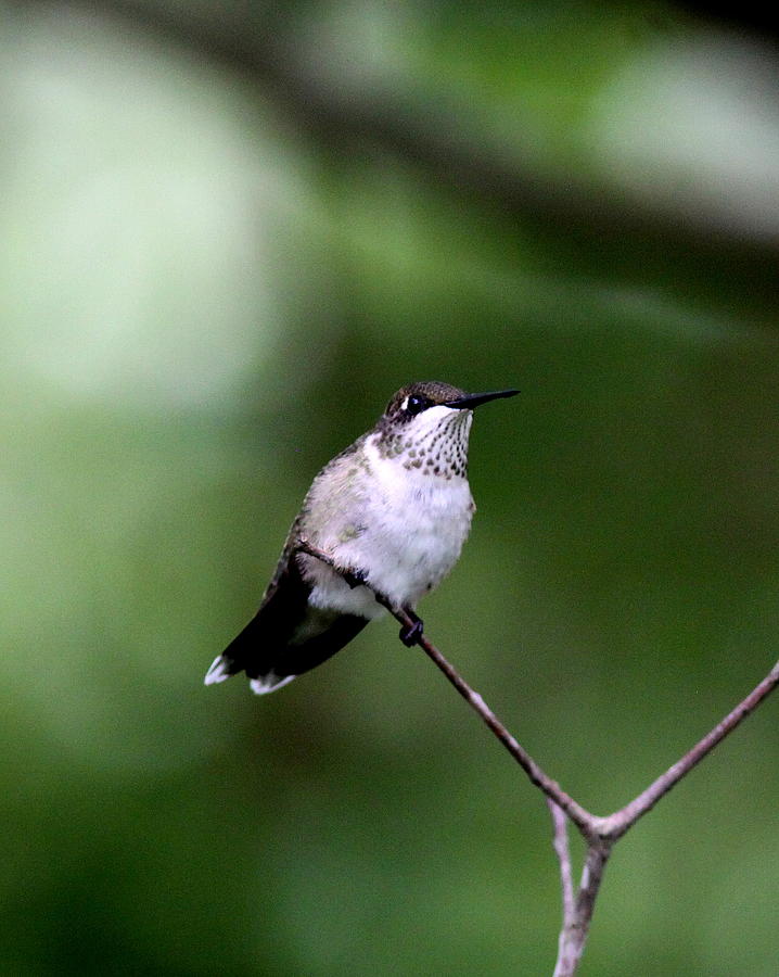 IMG_5966-002 - Ruby-throated Hummingbird Photograph by Travis Truelove