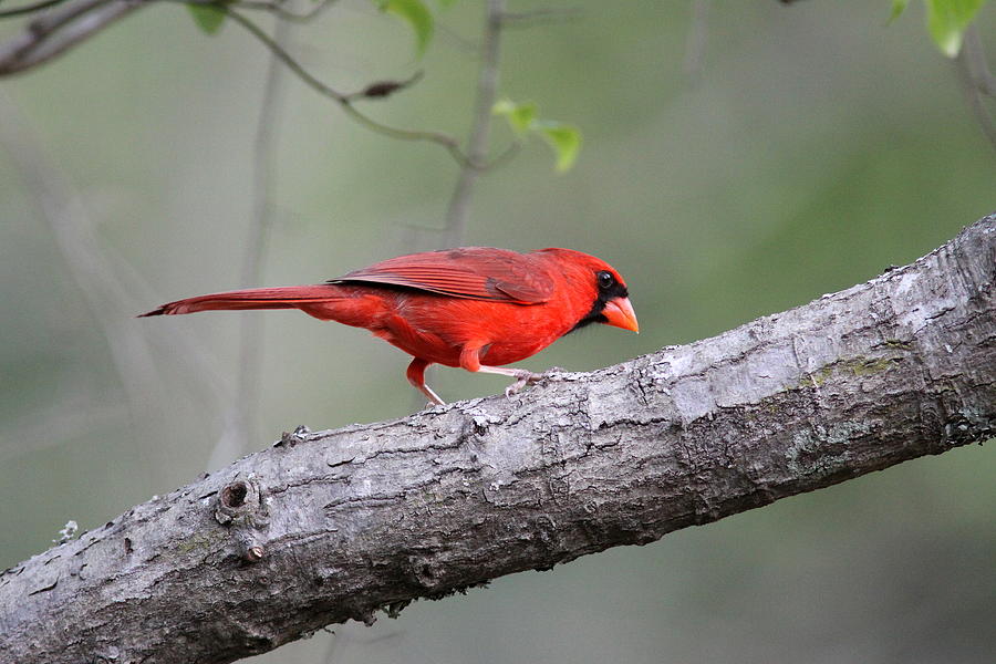 IMG_5971-003 -  Northern Cardinal Photograph by Travis Truelove