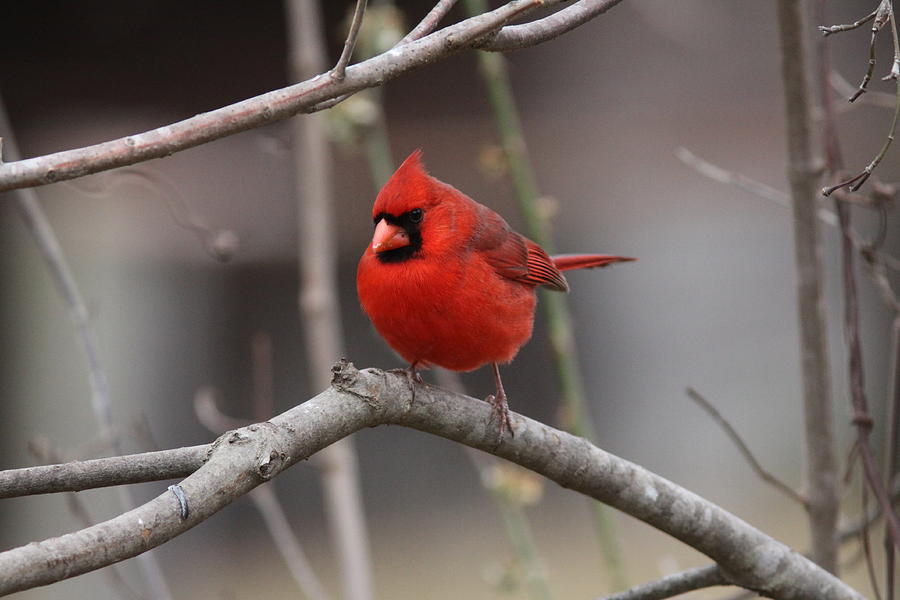 IMG_5990 - Northern Cardinal Photograph by Travis Truelove