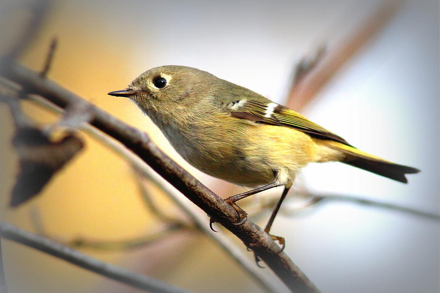 IMG_5993 - Ruby-crowned Kinglet Photograph by Travis Truelove