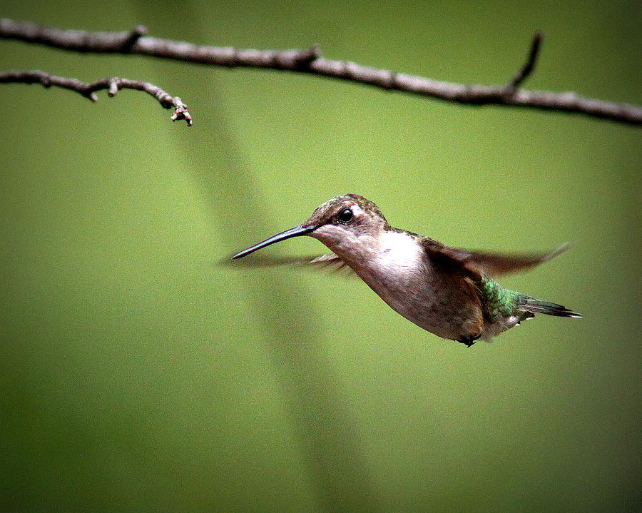IMG_5993 - Ruby-throated Hummingbird Photograph by Travis Truelove