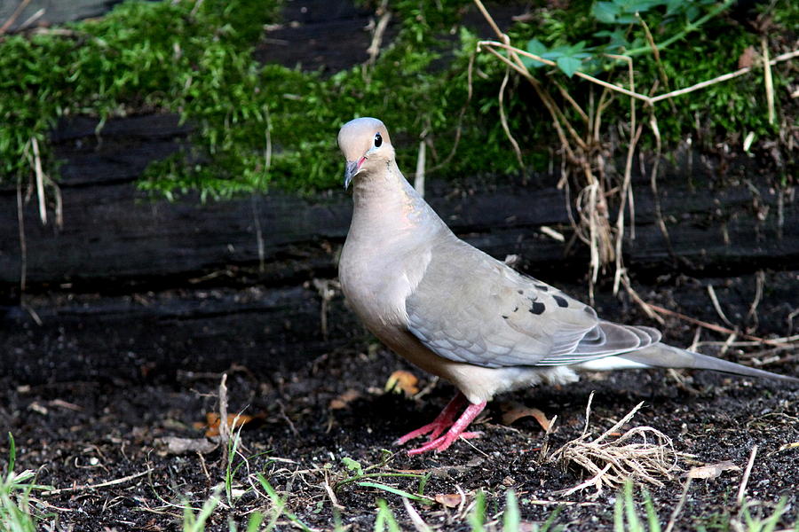 IMG_5994 - Mourning Dove Photograph by Travis Truelove