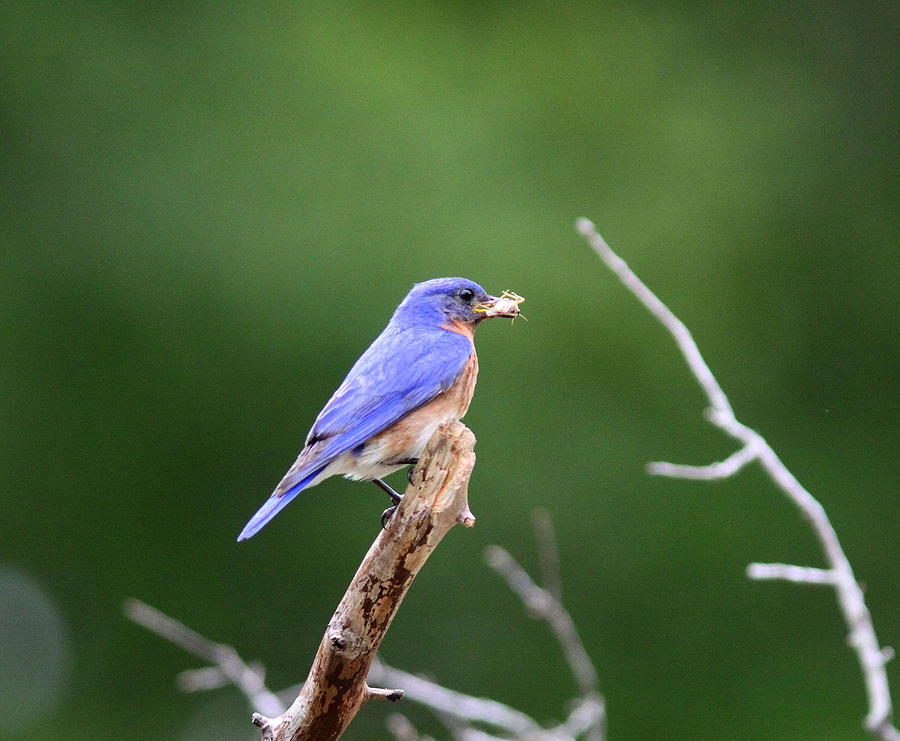 IMG_5999-002 -  Eastern Bluebird Photograph by Travis Truelove