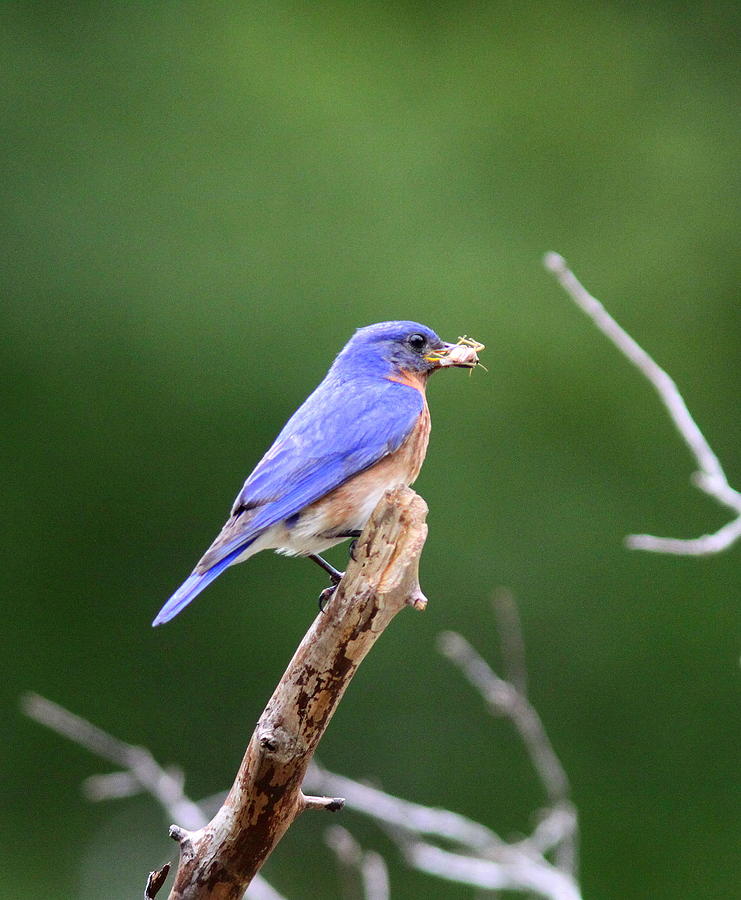 IMG_5999 -  Eastern Bluebird Photograph by Travis Truelove