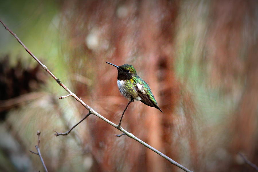 IMG_6017-002 - Ruby-throated Hummingbird Photograph by Travis Truelove