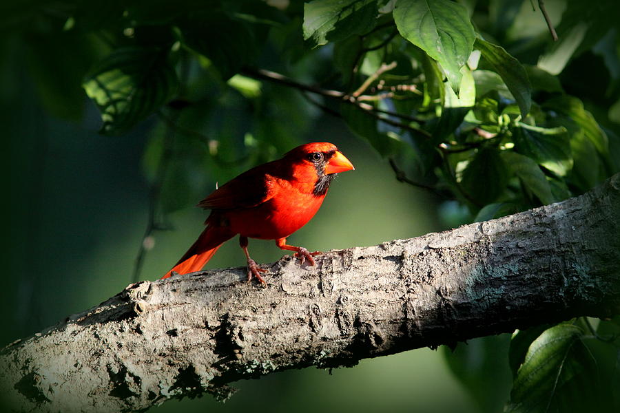 IMG_6031 - Northern Cardinal Photograph by Travis Truelove