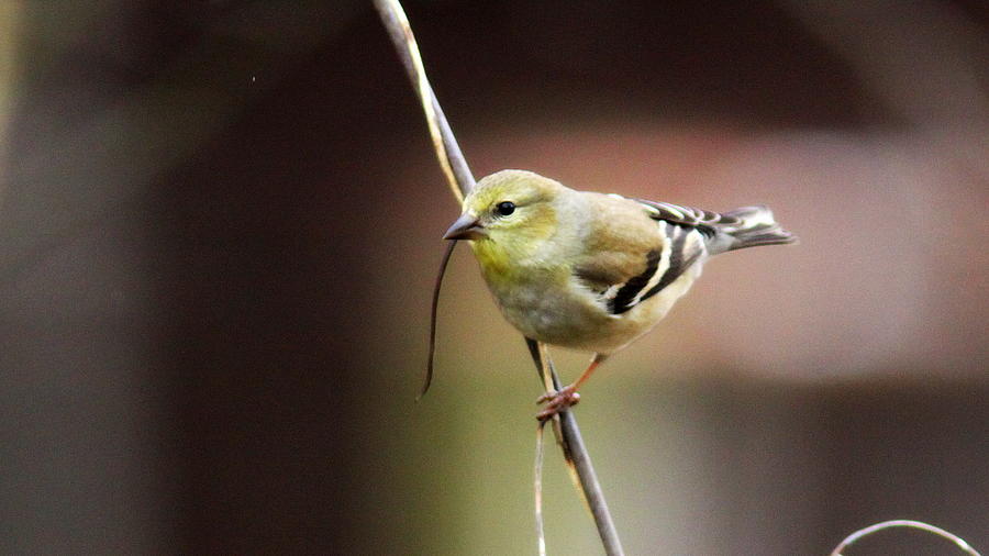 IMG_6032 - American Goldfinch Photograph by Travis Truelove