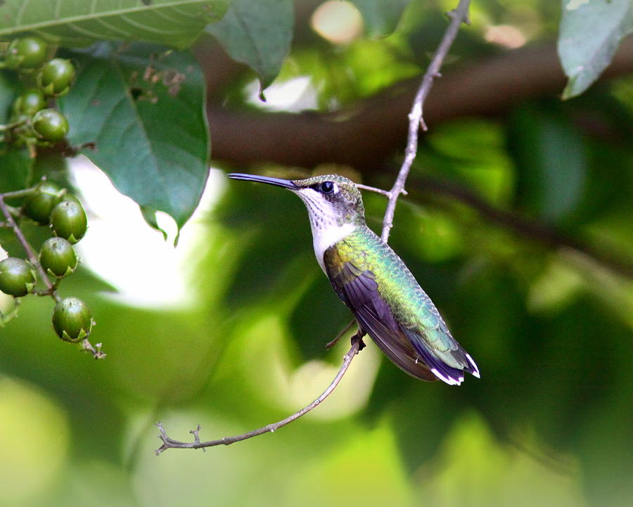 IMG_6056-003 - Ruby-throated Hummingbird Photograph by Travis Truelove