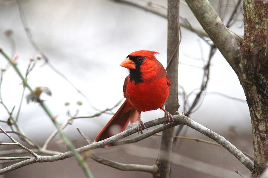 IMG_6068 - Northern Cardinal Photograph by Travis Truelove