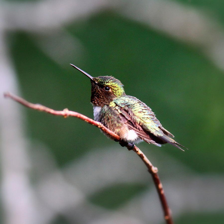 IMG_60700 - Ruby-throated Hummingbird Photograph by Travis Truelove