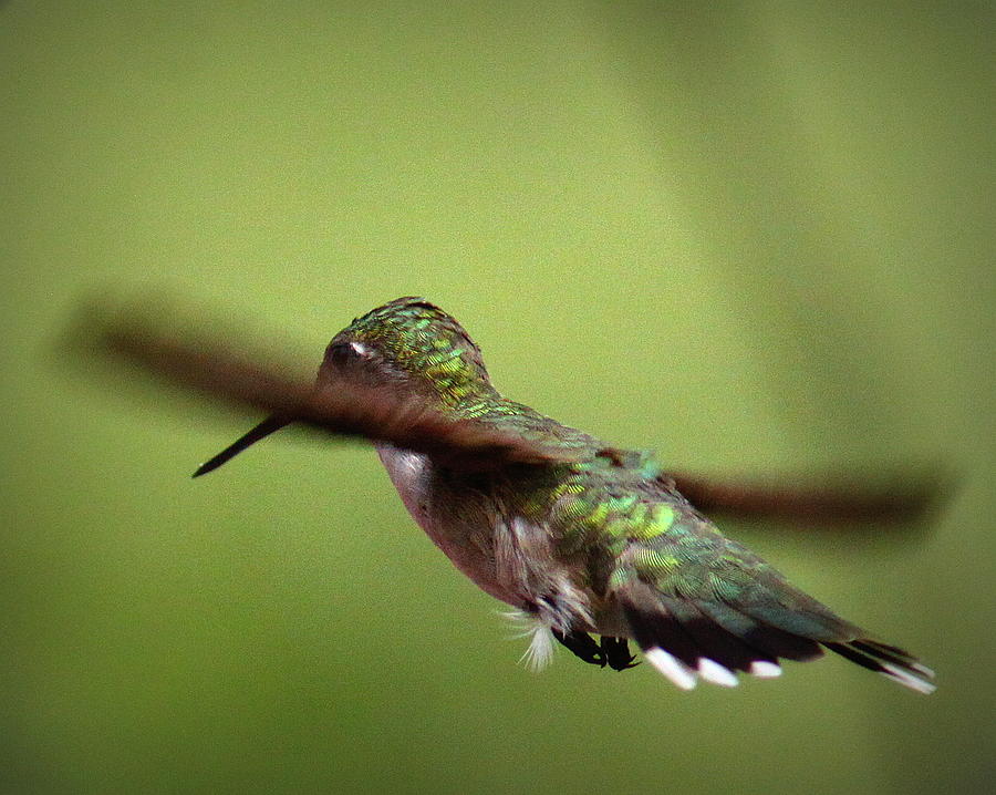 IMG_6071 - Ruby-throated Hummingbird Photograph by Travis Truelove