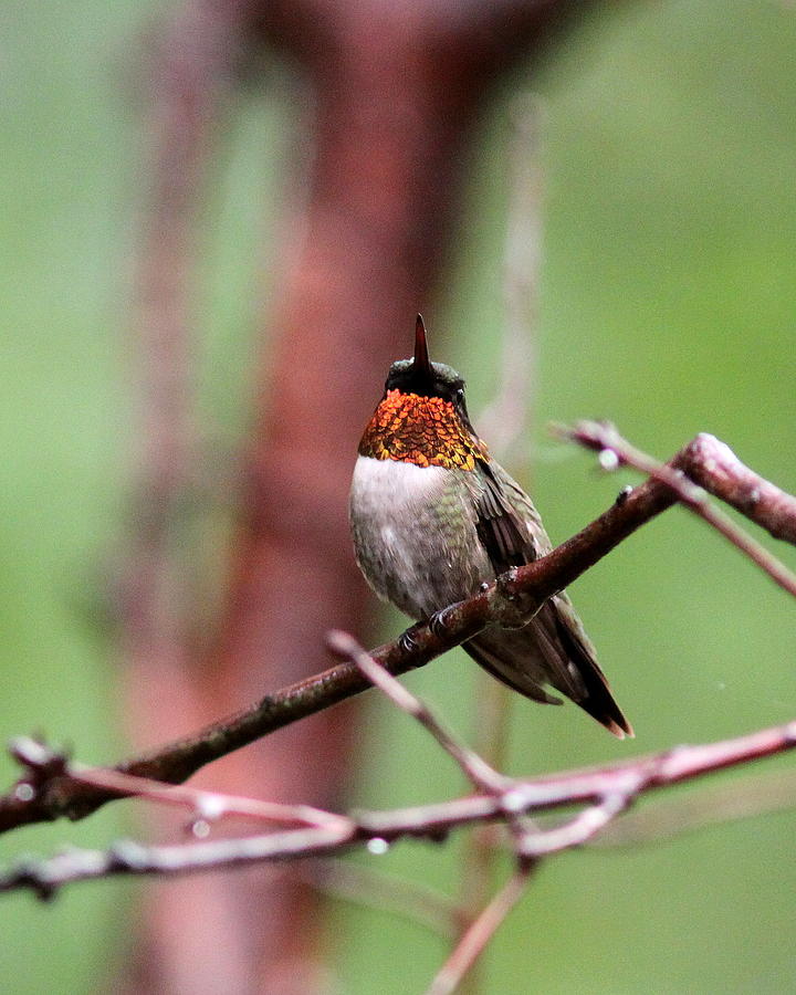 IMG_6077-001 - Ruby-throated Hummingbird Photograph by Travis Truelove