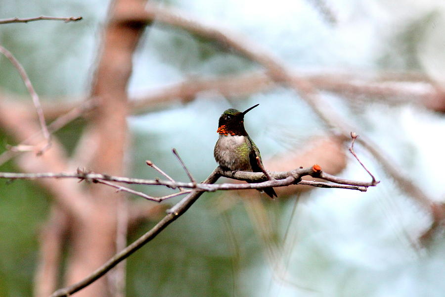 IMG_6093 - Ruby-throated Hummingbird Photograph by Travis Truelove