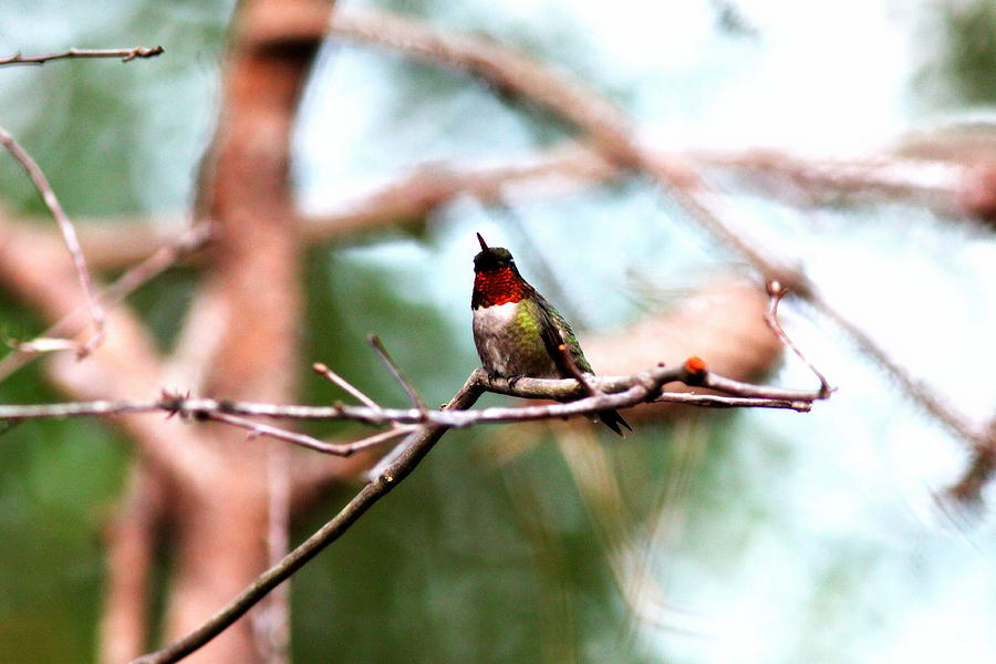 IMG_6099 - Ruby-throated Hummingbird Photograph by Travis Truelove