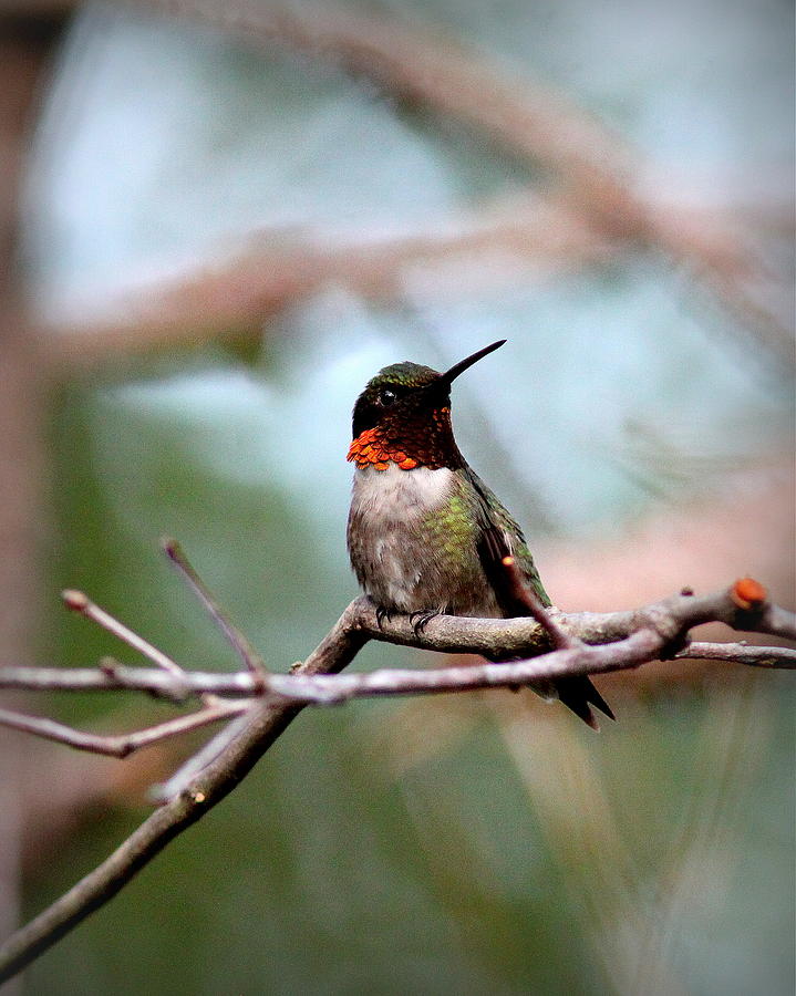 IMG_6101 - Ruby-throated Hummingbird Photograph by Travis Truelove