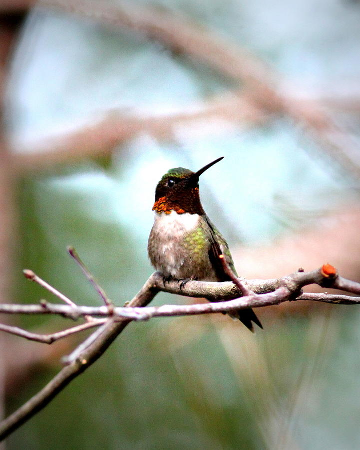 IMG_6104 - Ruby-throated Hummingbird Photograph by Travis Truelove