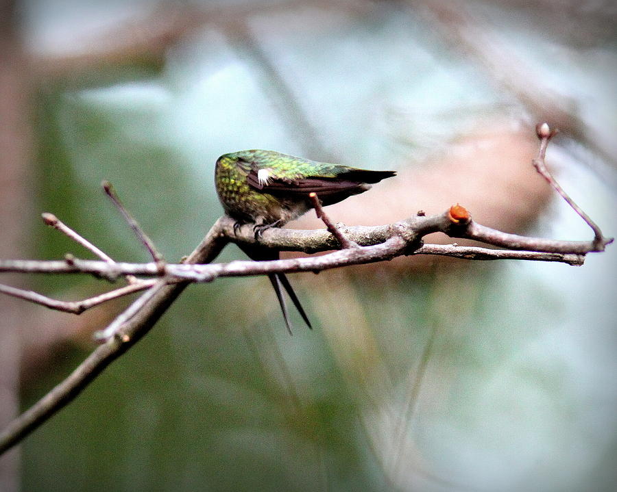 IMG_6108-001 - Ruby-throated Hummingbird Photograph by Travis Truelove