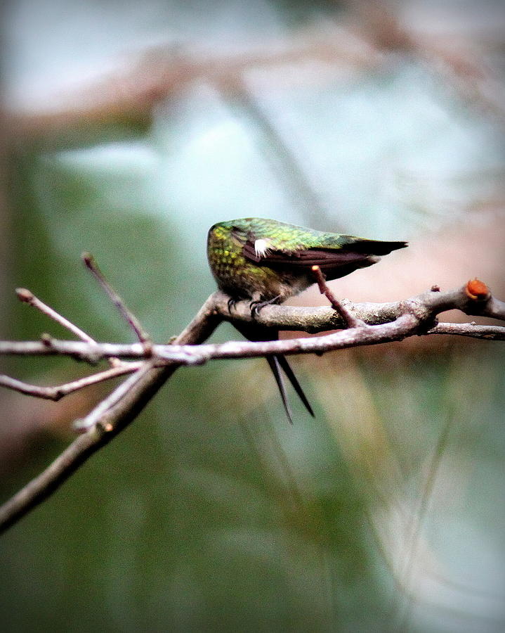 IMG_6108 - Ruby-throated Hummingbird Photograph by Travis Truelove