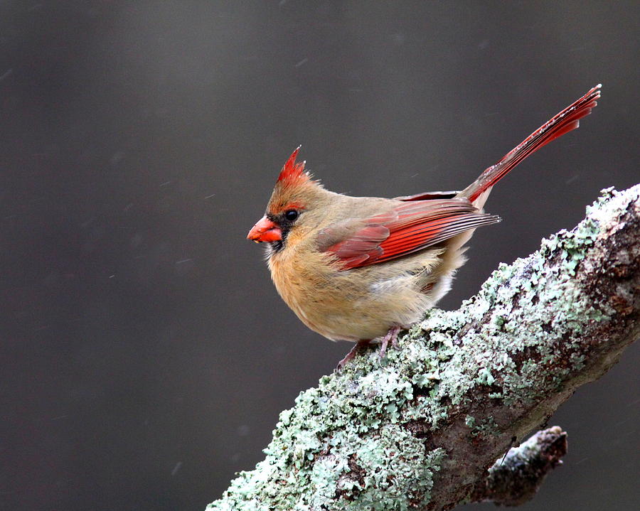 IMG_6128-005 - Northern Cardinal Photograph by Travis Truelove