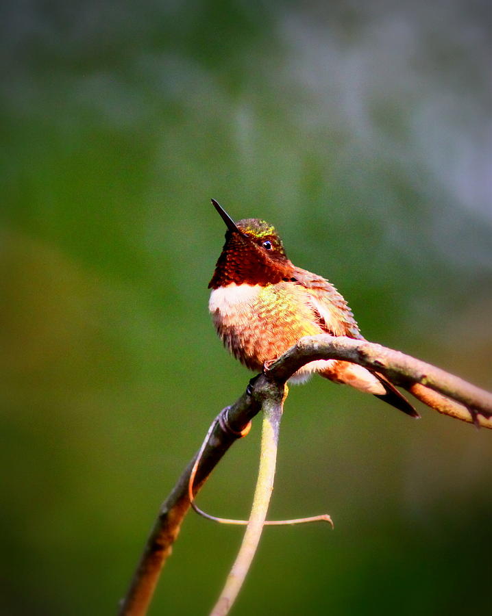 IMG_6138-001 - Ruby-throated Hummingbird Photograph by Travis Truelove