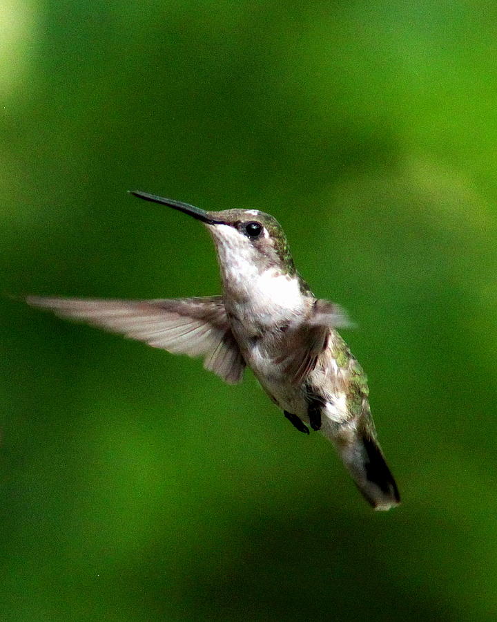 IMG_6147 - Ruby-throated Hummingbird Photograph by Travis Truelove