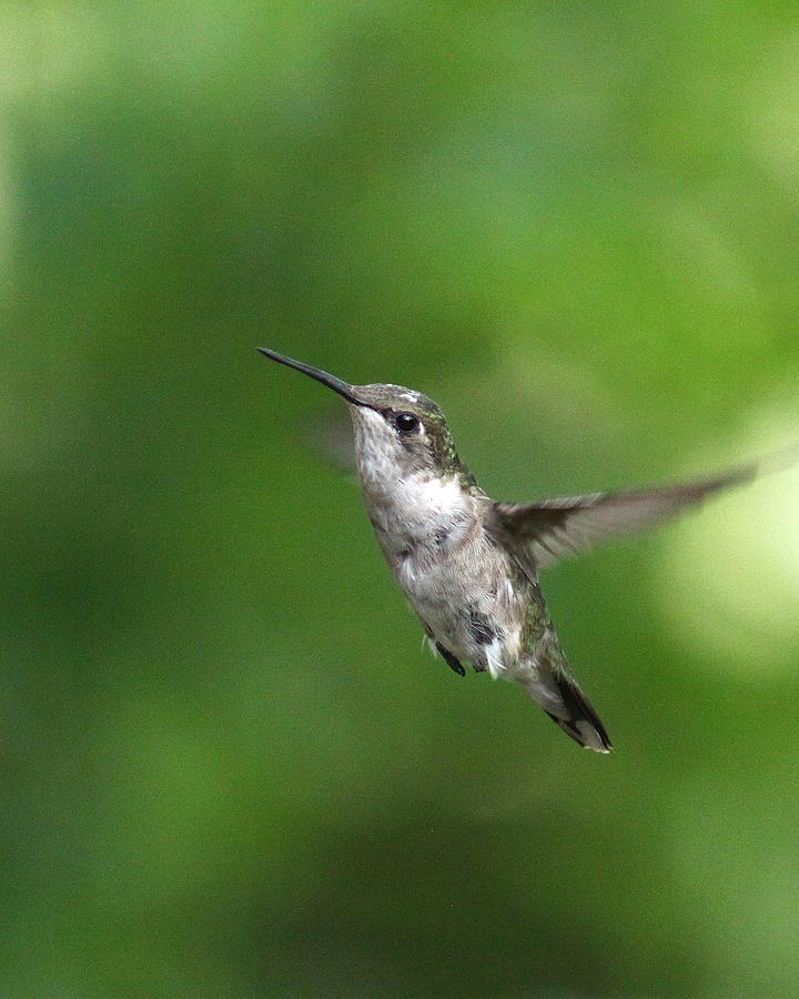 IMG_6152 - Ruby-throated Hummingbird Photograph by Travis Truelove