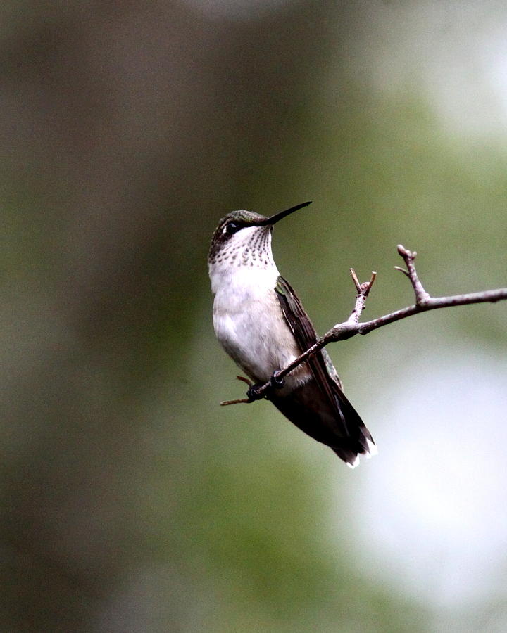 IMG_6158-001 - Ruby-throated Hummingbird Photograph by Travis Truelove
