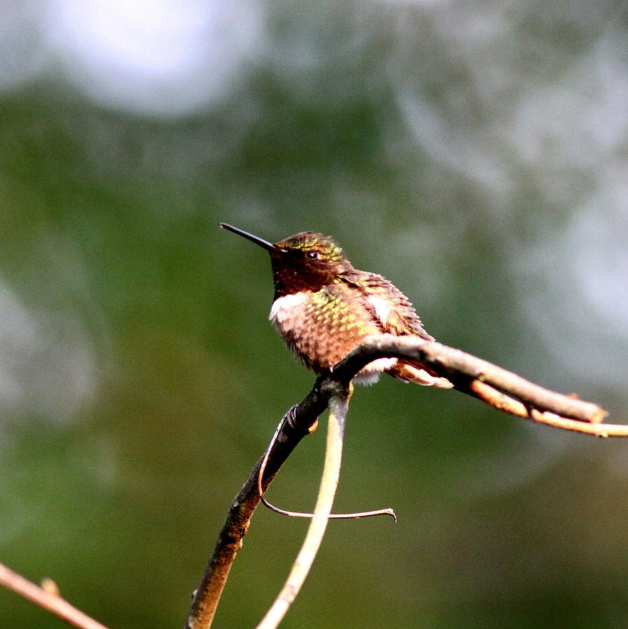 IMG_6165-001 - Ruby-throated Hummingbird Photograph by Travis Truelove