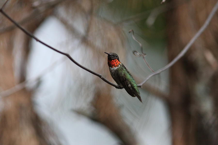 IMG_6183 - Ruby-throated Hummingbird Photograph by Travis Truelove