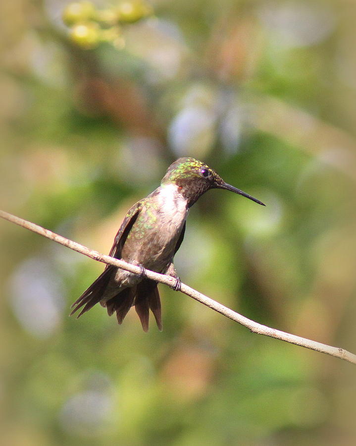 IMG_6187-004 - Ruby-throated Hummingbird Photograph by Travis Truelove