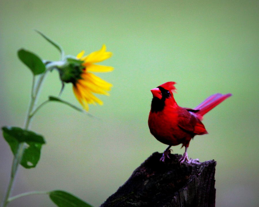 IMG_6210 - Northern Cardinal and Sunflower Photograph by Travis Truelove