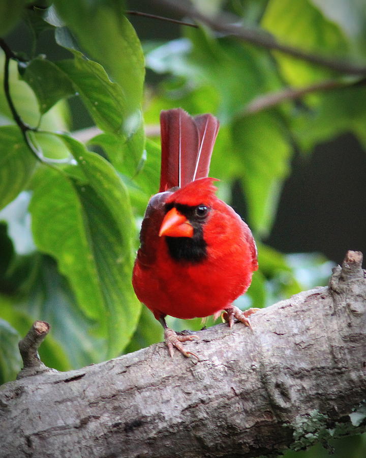 IMG_6234 - Northern Cardinal Photograph by Travis Truelove
