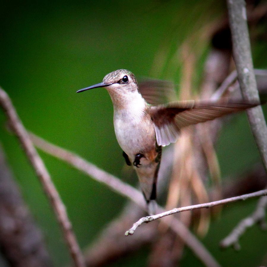 IMG_6262-001 - Ruby-throated Hummingbird Photograph by Travis Truelove