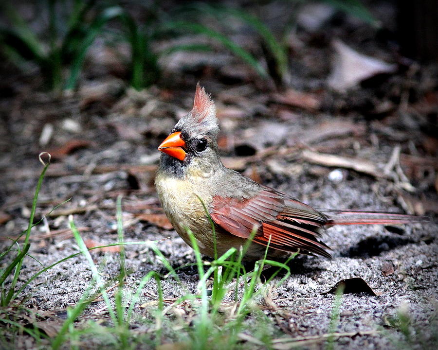 IMG_6275-001 - Northern Cardinal Photograph by Travis Truelove