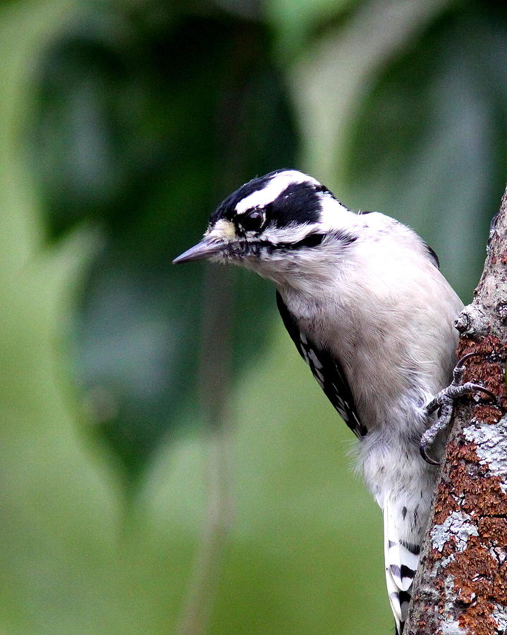 IMG_62965 - Downy Woodpecker Photograph by Travis Truelove