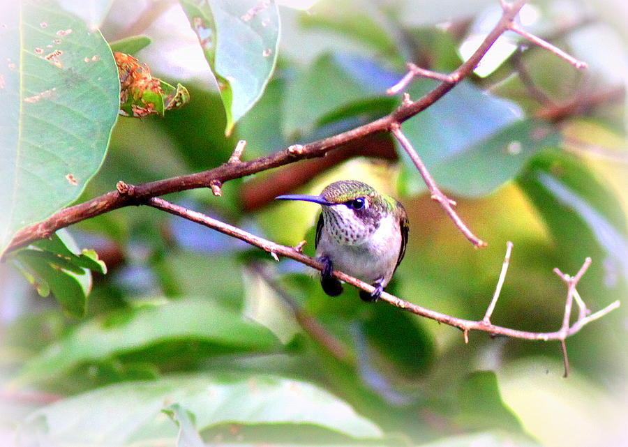 IMG_6304-004 - Ruby-throated Hummingbird Photograph by Travis Truelove