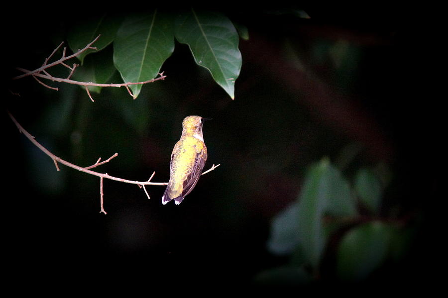 IMG_6309-004 - Ruby-throated Hummingbird Photograph by Travis Truelove