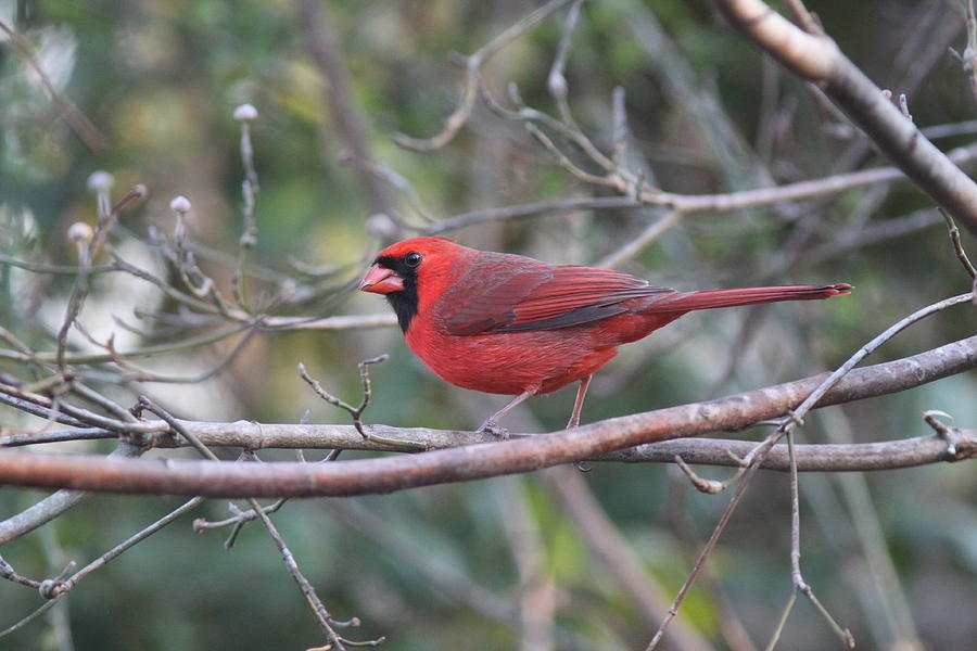 IMG_6323 - Northern Cardinal Photograph by Travis Truelove