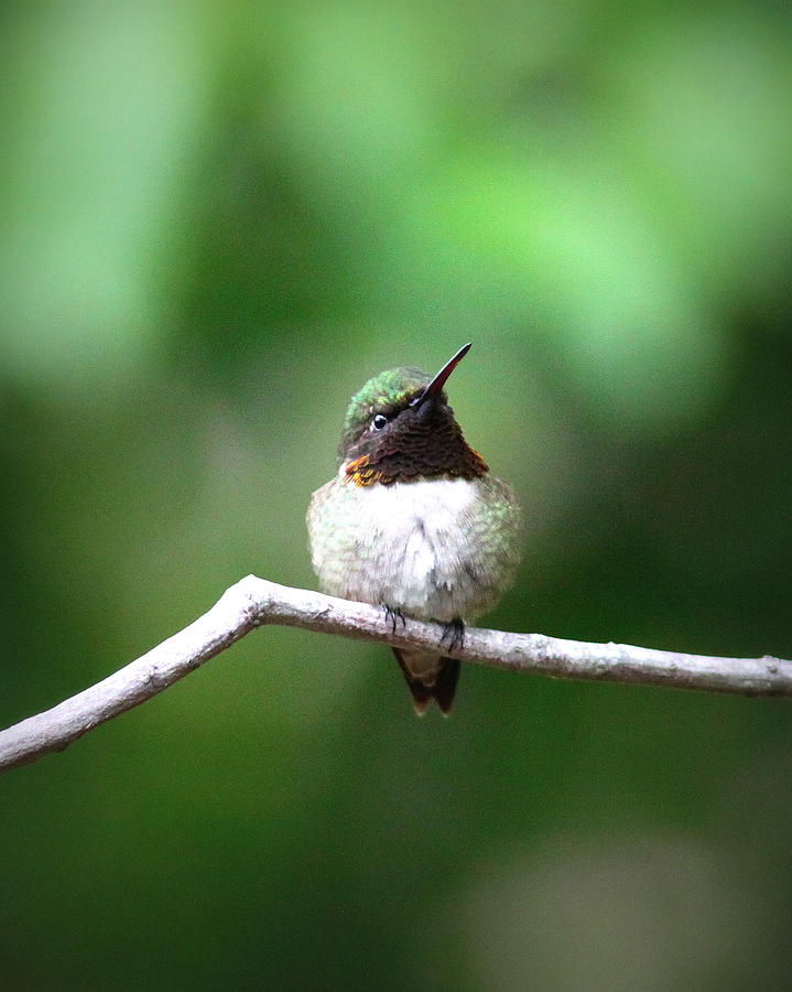 IMG_6325 - Ruby-throated Hummingbird Photograph by Travis Truelove