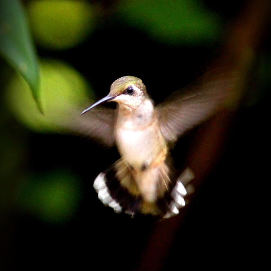 IMG_6327 -  Ruby-throated Hummingbird Photograph by Travis Truelove