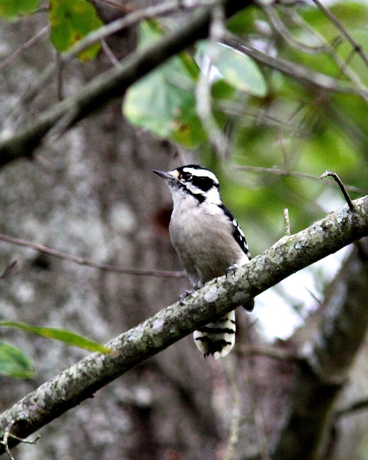 IMG_6331-001 - Downy Woodpecker Photograph by Travis Truelove