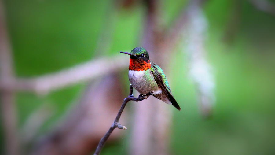 IMG_6338 - Ruby-throated Hummingbird Photograph by Travis Truelove