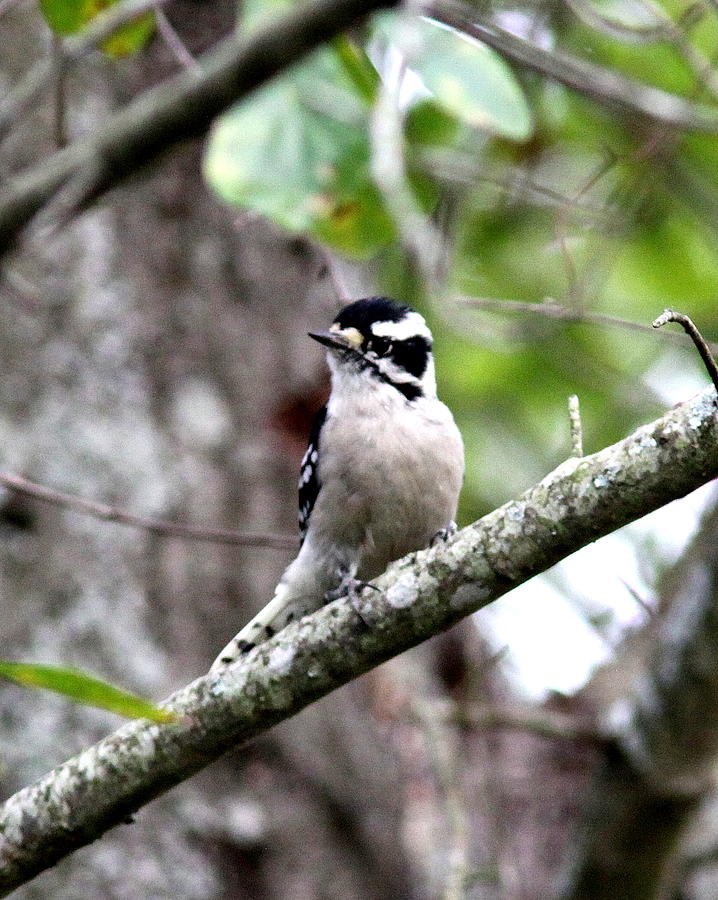 IMG_6339-001 - Downy Woodpecker Photograph by Travis Truelove