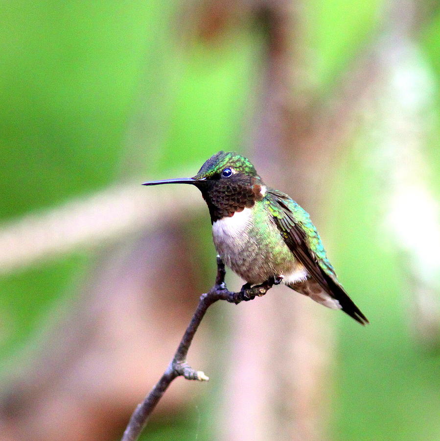 IMG_6339-001 - Ruby-throated Hummingbird Photograph by Travis Truelove