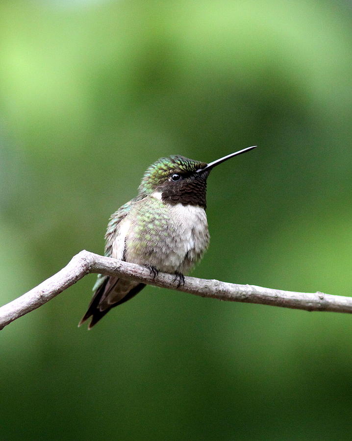 IMG_6349 - Ruby-throated Hummingbird Photograph by Travis Truelove