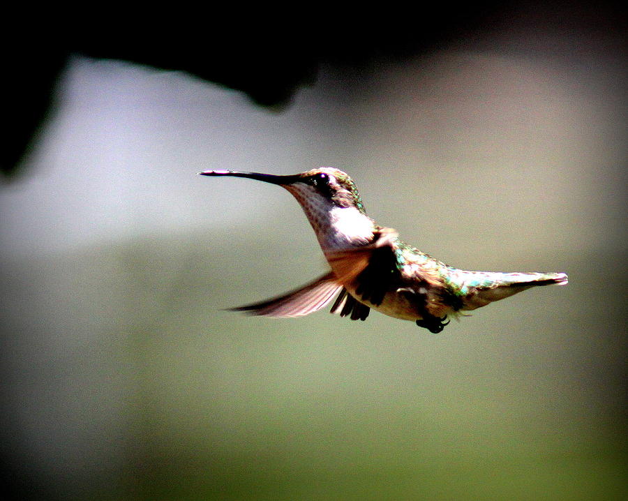 IMG_6372 - Ruby-throated Hummingbird Photograph by Travis Truelove