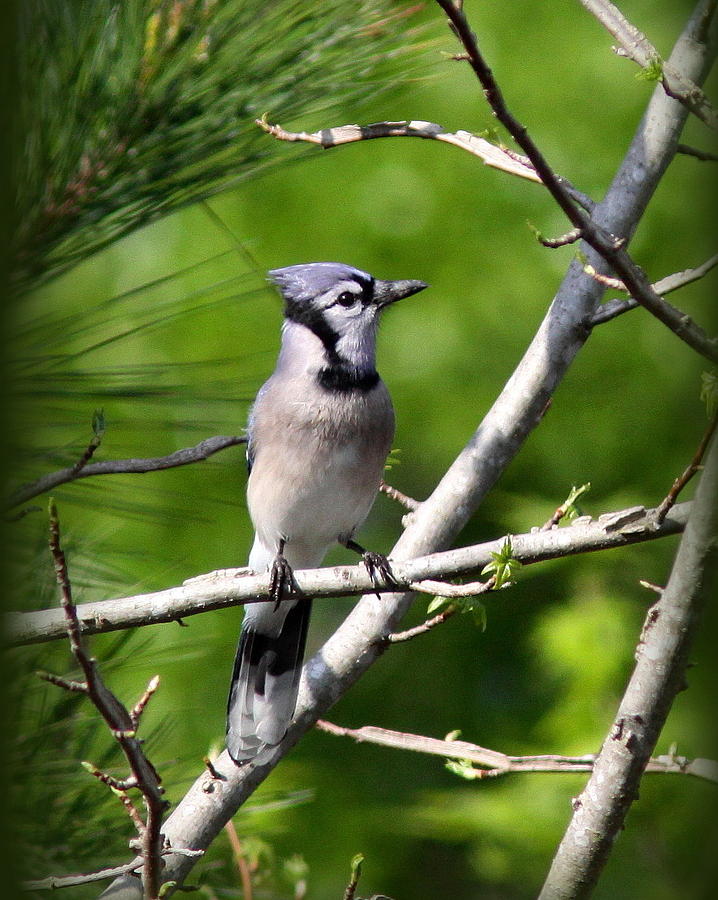 IMG_6444-020 - Blue Jay Photograph by Travis Truelove