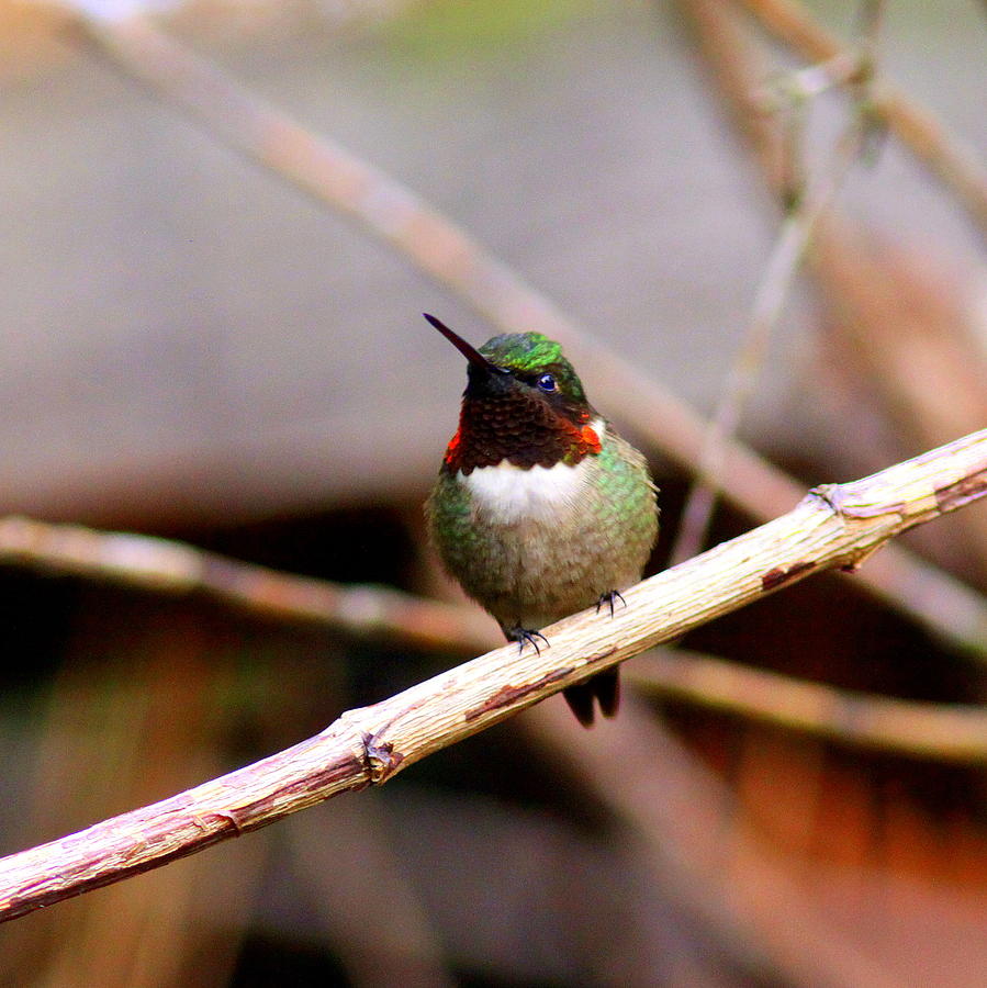 IMG_6444 - Ruby-throated Hummingbird Photograph by Travis Truelove